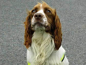 'Barney' the dog Disco...